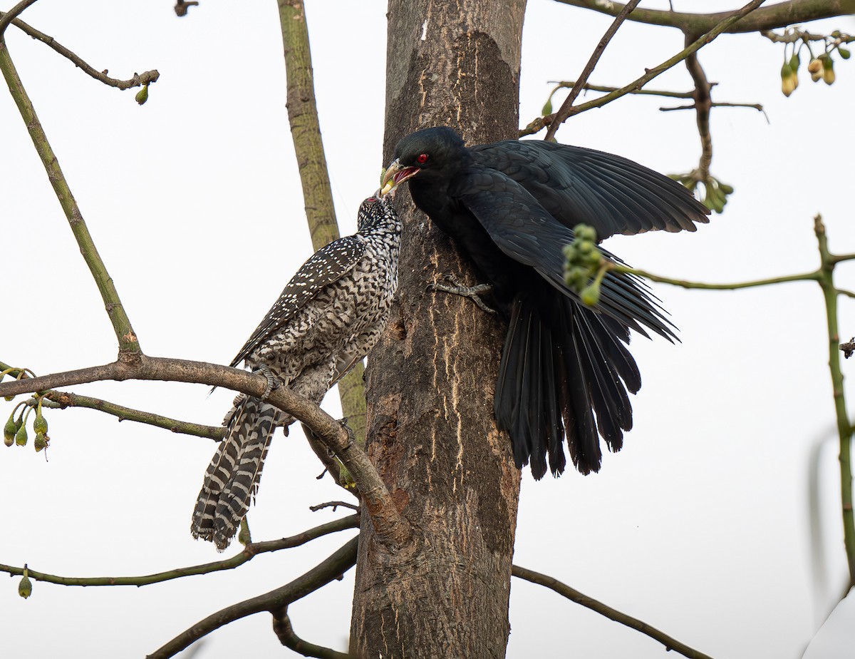 Asian Koel - ML650606729