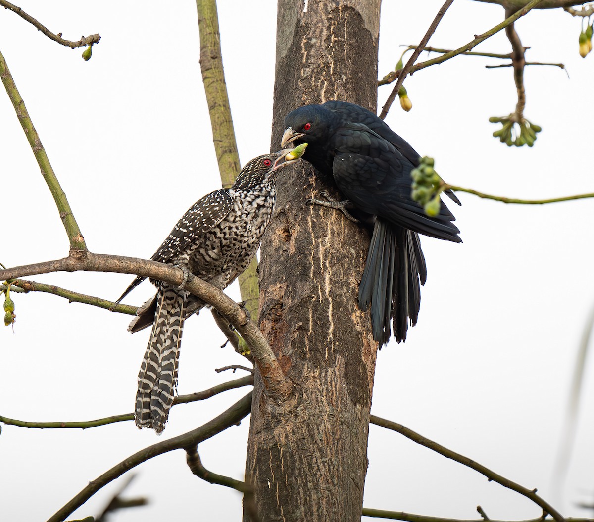 Asian Koel - ML650606730