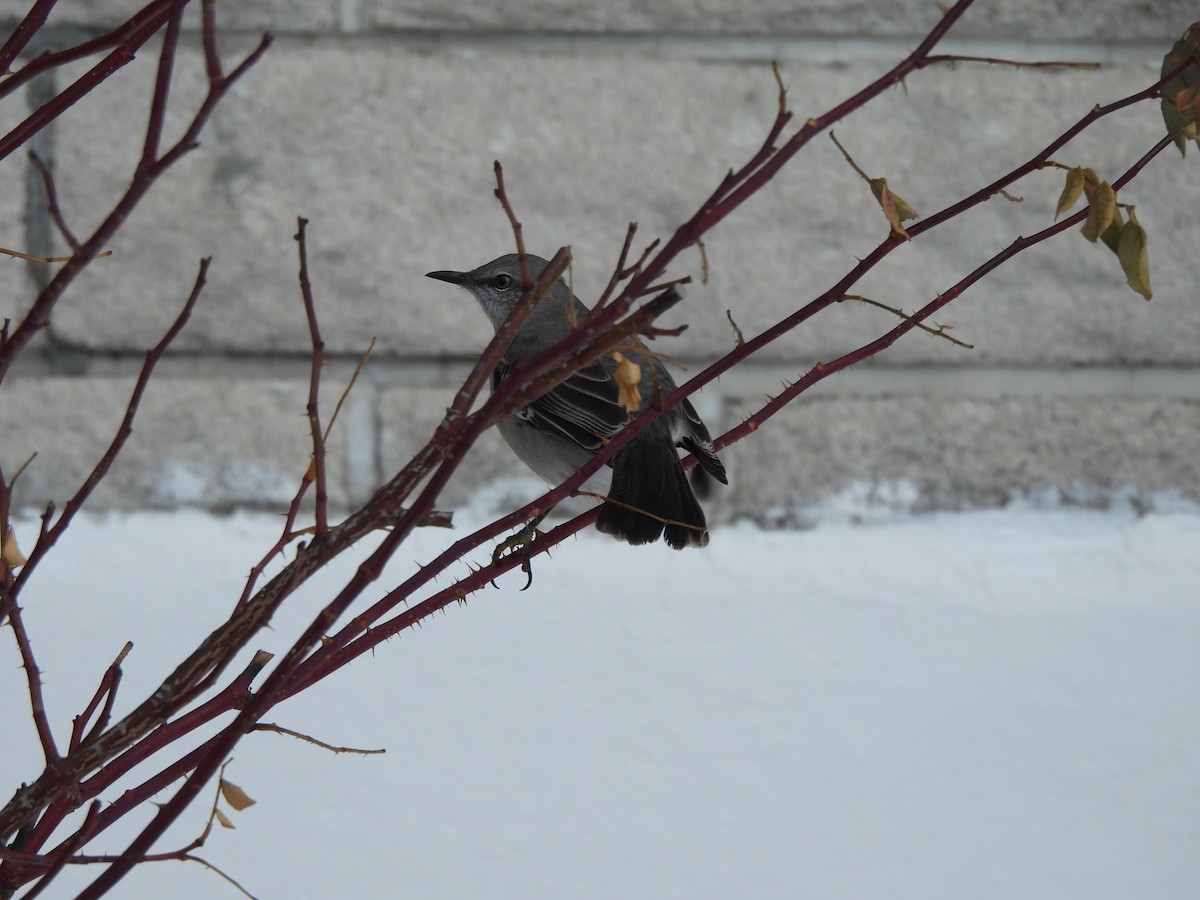 Многоголосый пересмешник - ML650606731