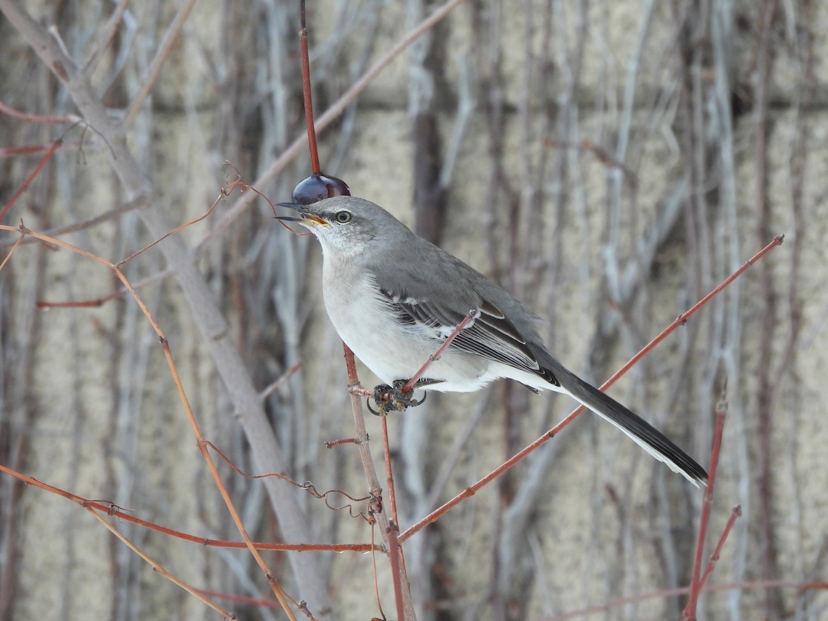 Многоголосый пересмешник - ML650606733