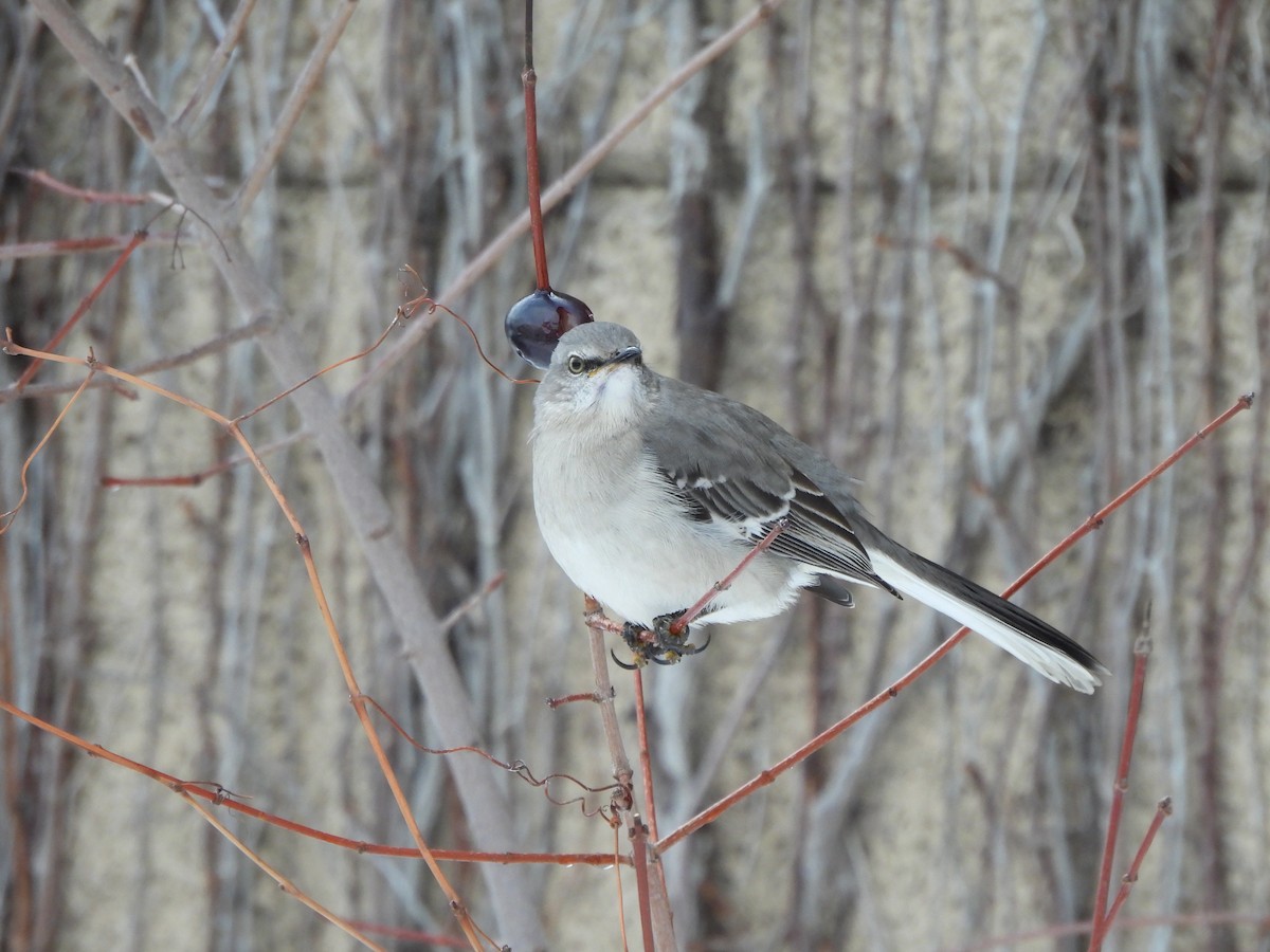 Многоголосый пересмешник - ML650606734