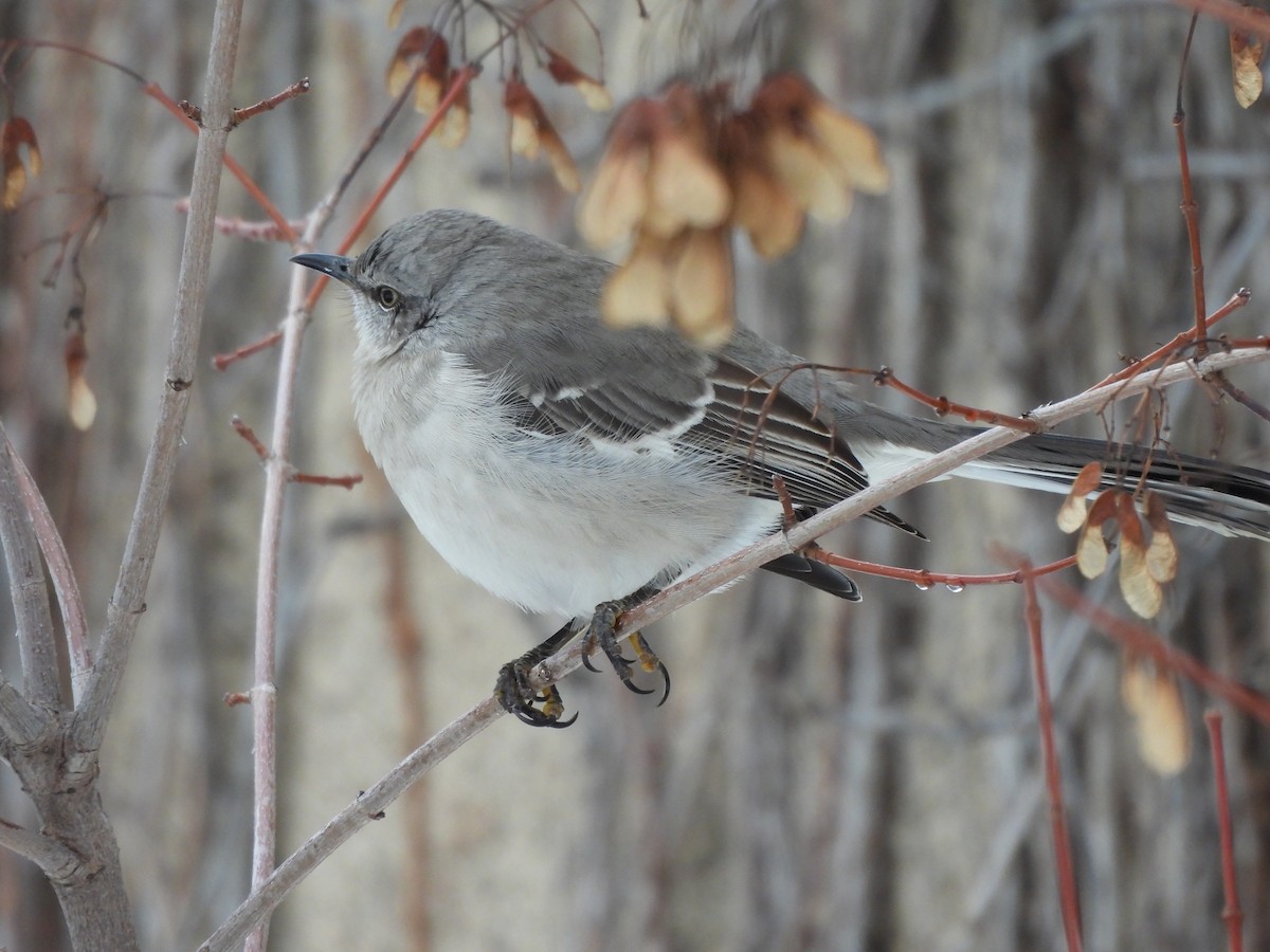 Многоголосый пересмешник - ML650606735