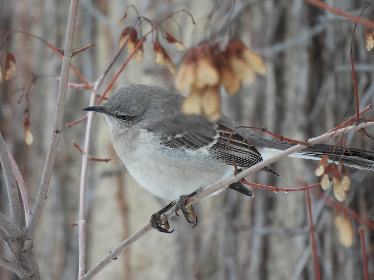 Многоголосый пересмешник - ML650606737