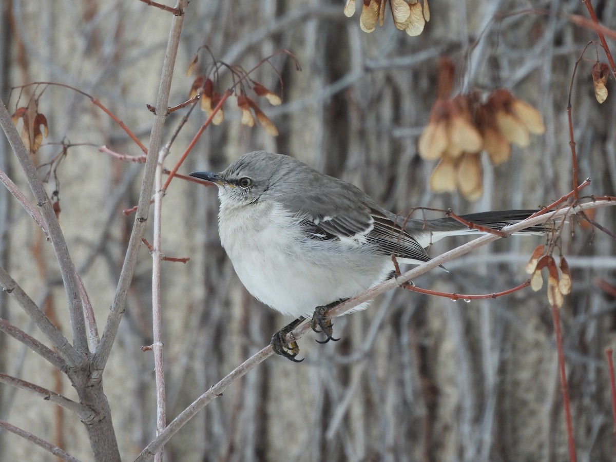 Многоголосый пересмешник - ML650606738