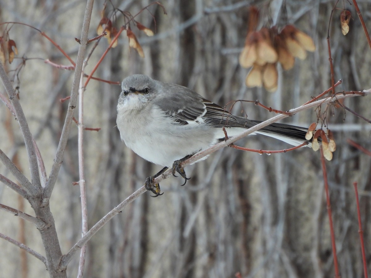 Многоголосый пересмешник - ML650606739