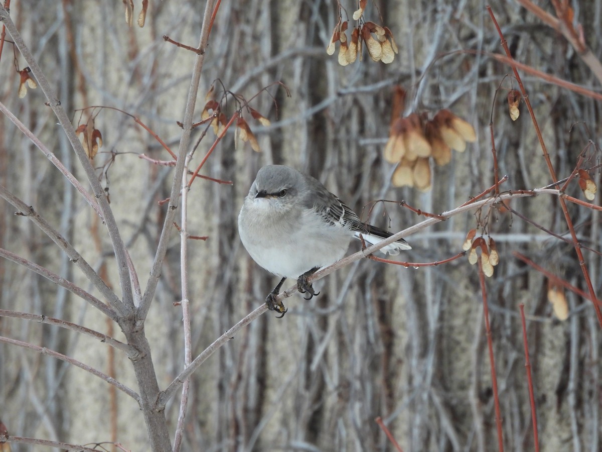 Многоголосый пересмешник - ML650606740