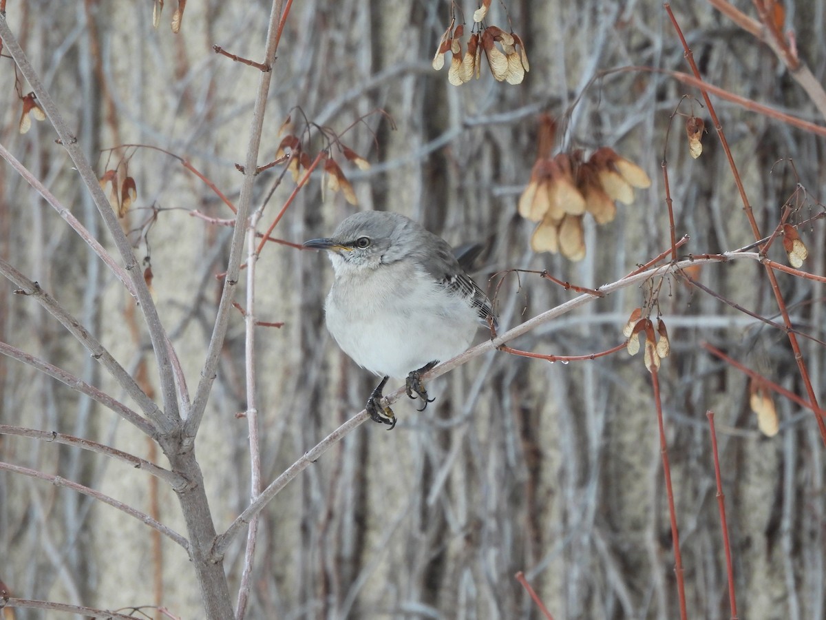 Многоголосый пересмешник - ML650606741