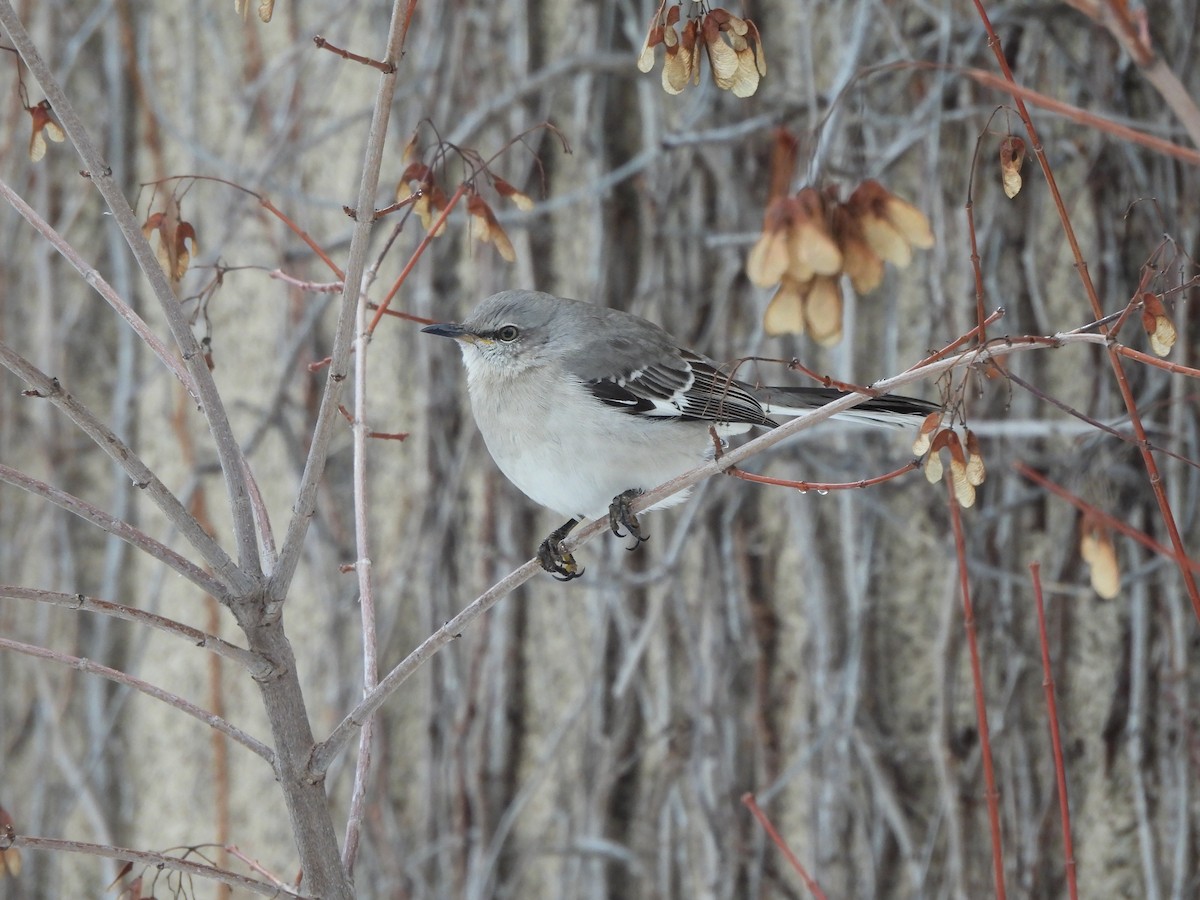 Многоголосый пересмешник - ML650606742