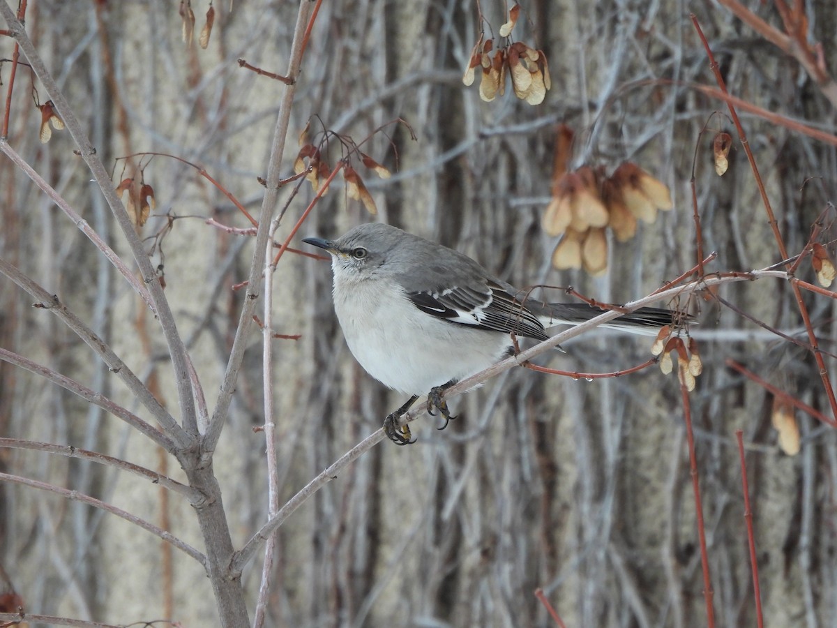Многоголосый пересмешник - ML650606743
