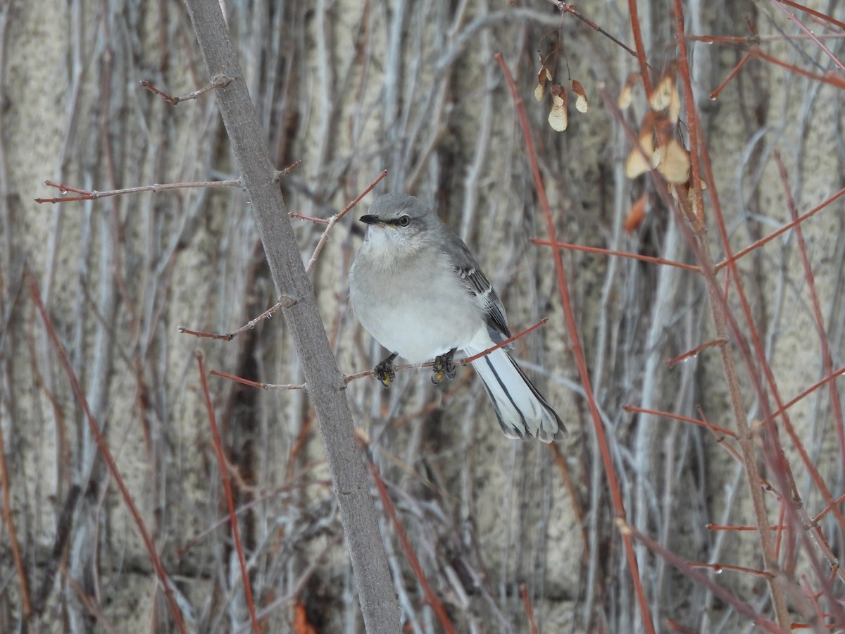 Многоголосый пересмешник - ML650606745