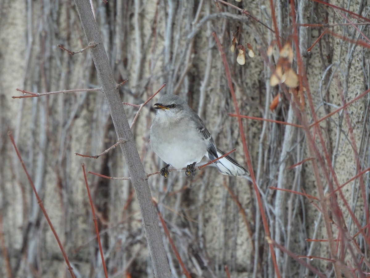 Многоголосый пересмешник - ML650606746