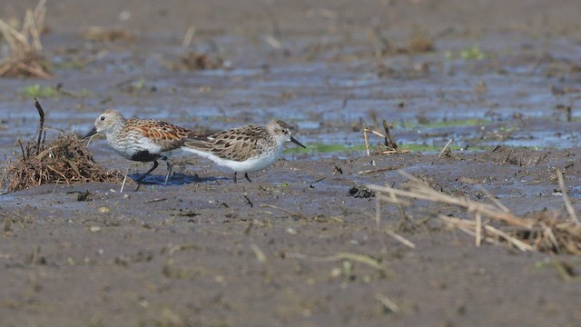 Малый песочник - ML650606754