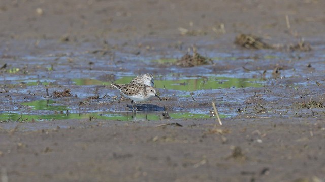 Малый песочник - ML650606764