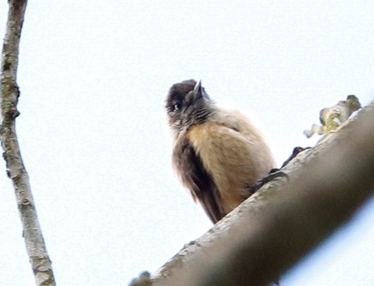 Picumne ocré - ML650607231