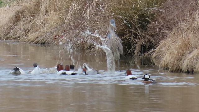 Canvasback - ML650607234