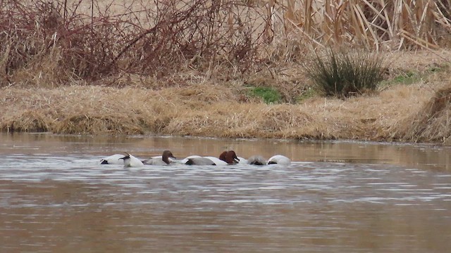 Canvasback - ML650607264