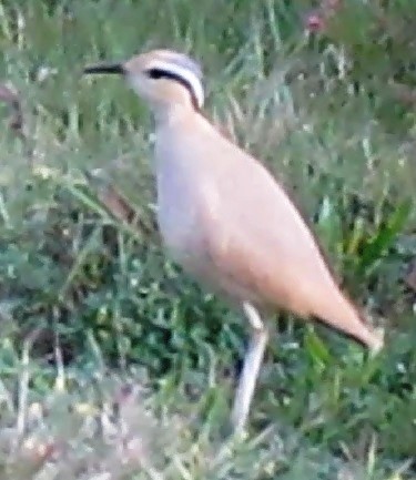 Cream-colored Courser - ML65060761