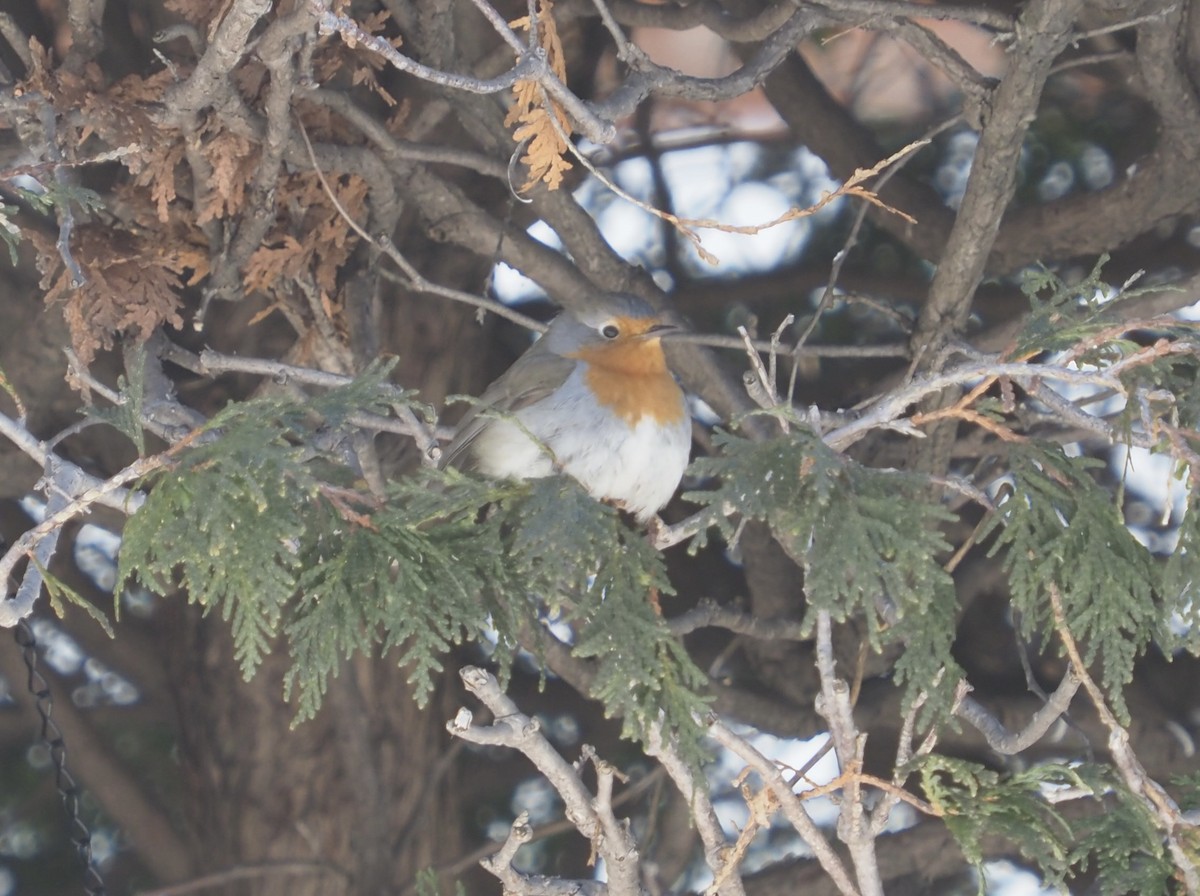 Зарянка - ML650607754