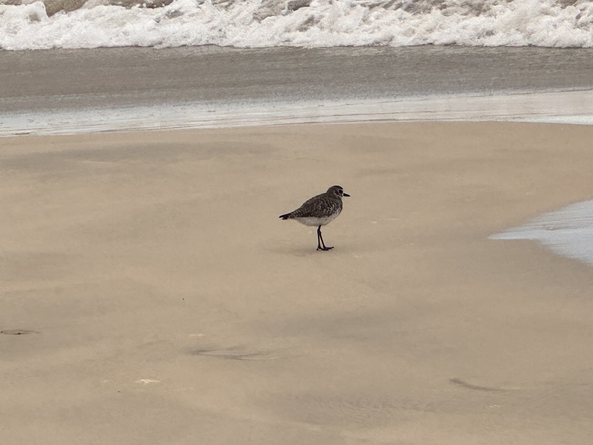Black-bellied Plover - ML650607794
