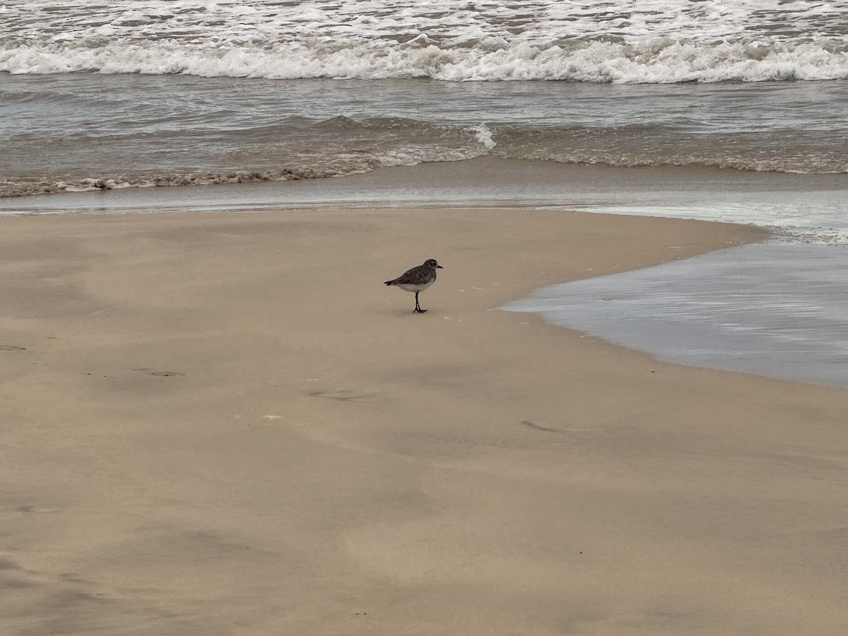 Black-bellied Plover - ML650607795