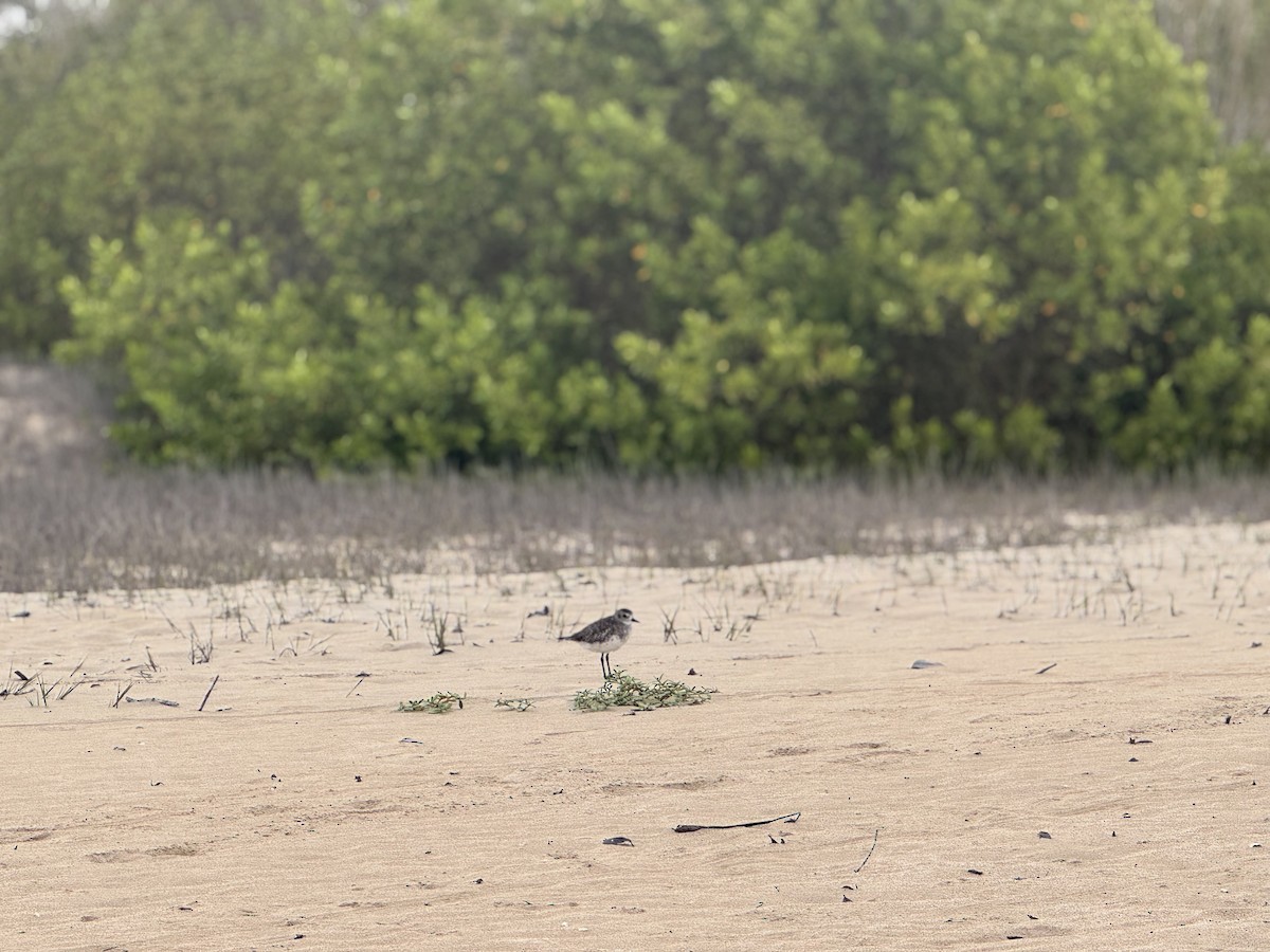 Black-bellied Plover - ML650607796