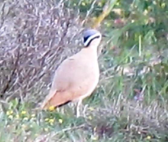 Cream-colored Courser - ML65060781