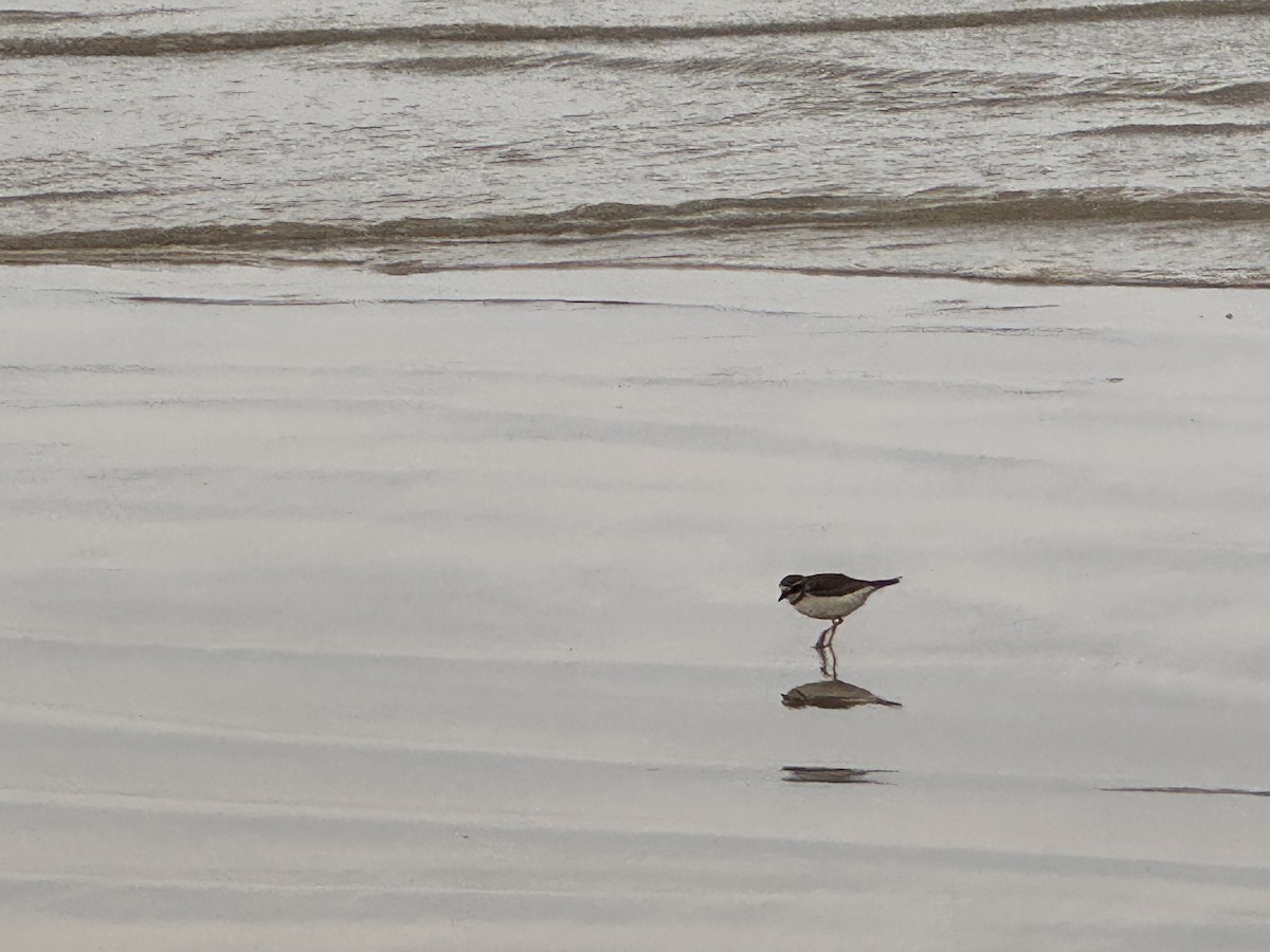 Semipalmated Plover - ML650607843