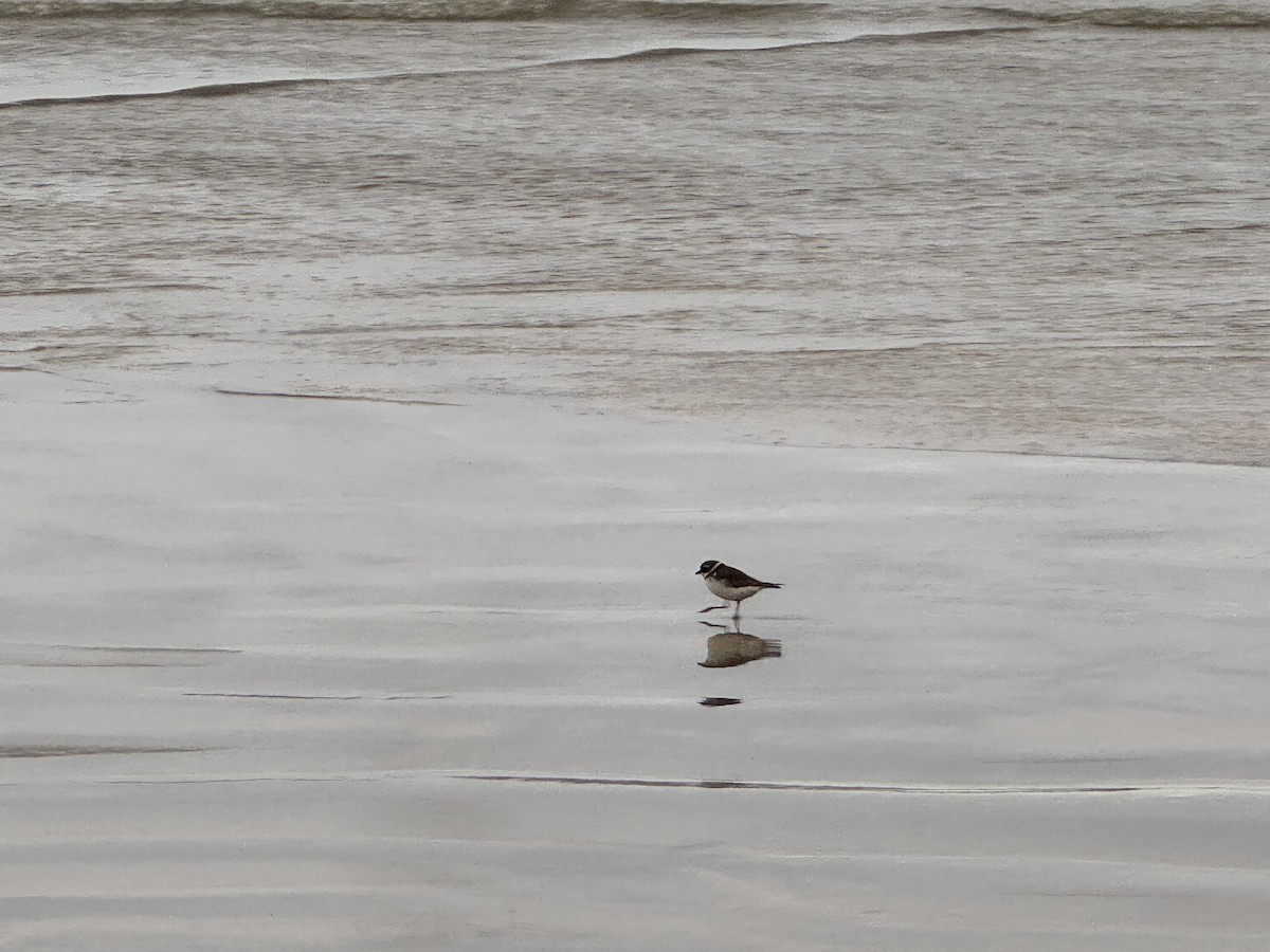 Semipalmated Plover - ML650607844