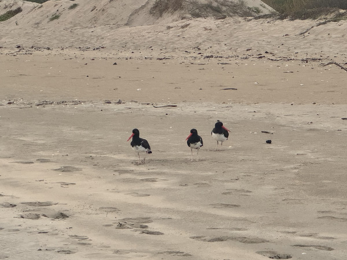 American Oystercatcher - ML650607863
