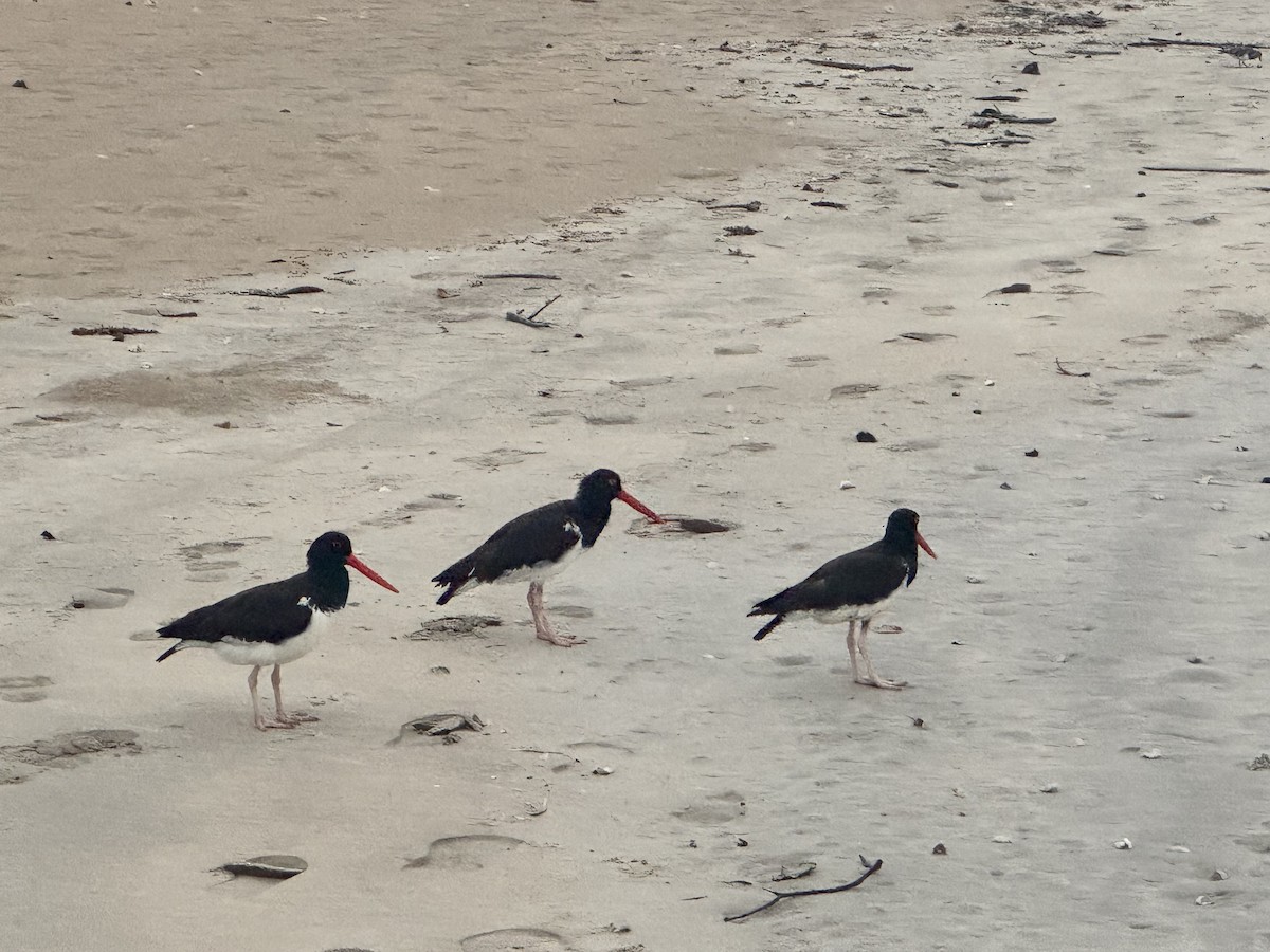 American Oystercatcher - ML650607864