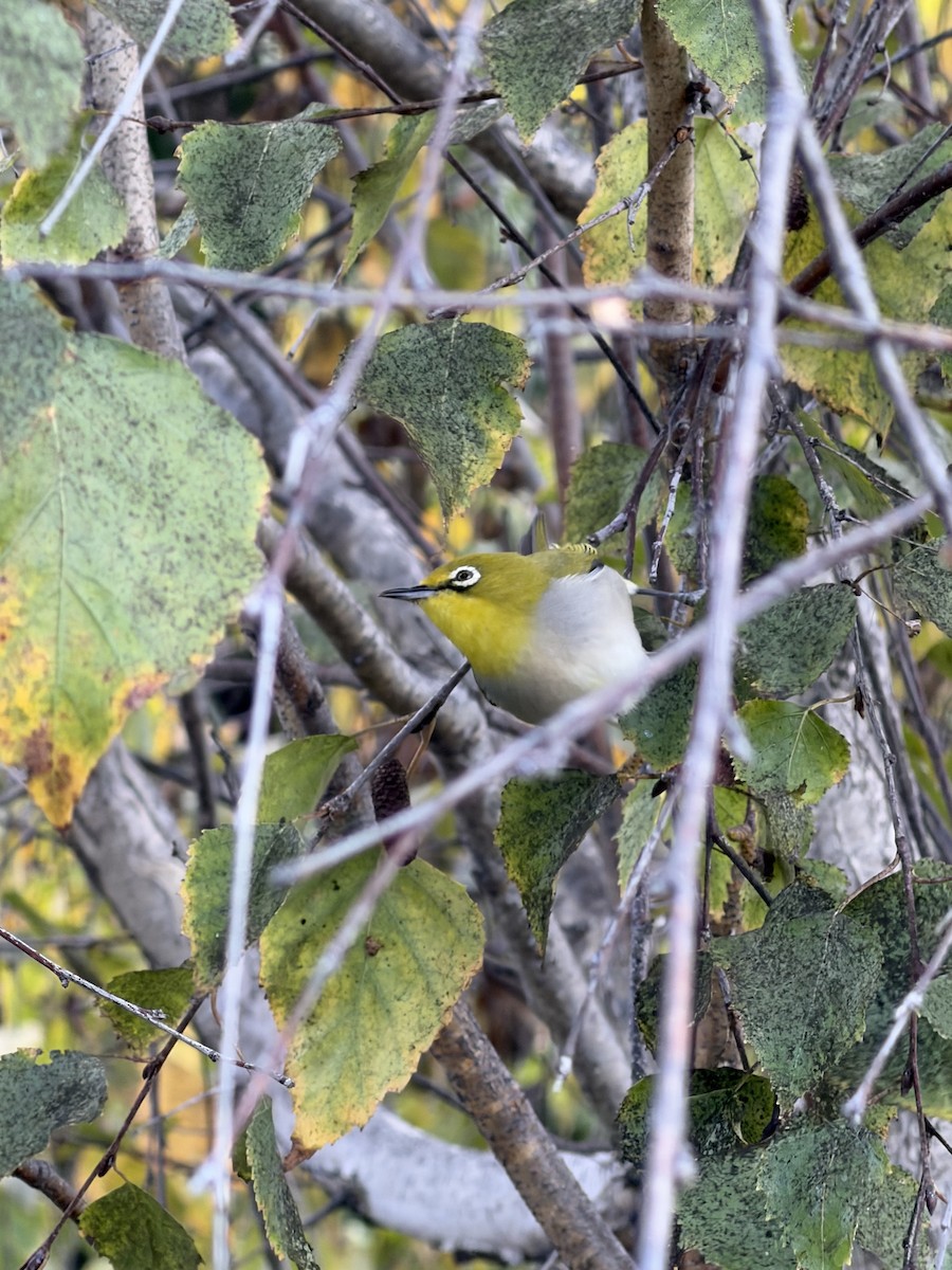 Swinhoe's White-eye - ML650607941