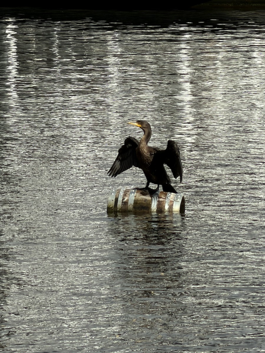 kormorán ušatý - ML650607972