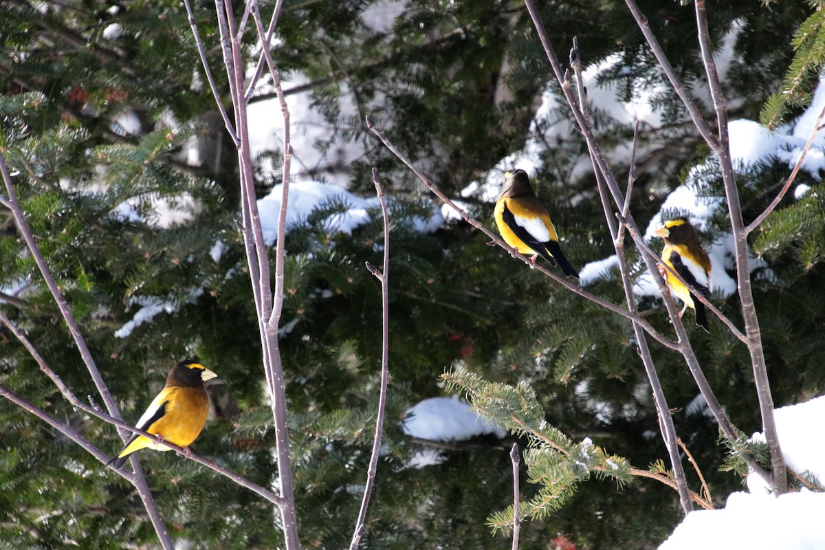 Кіпаль жовтобровий - ML650608110