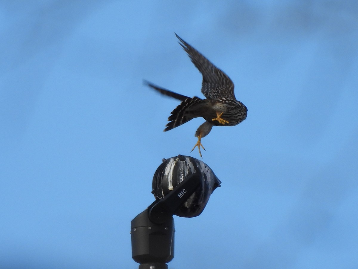 Дербник - ML650608150