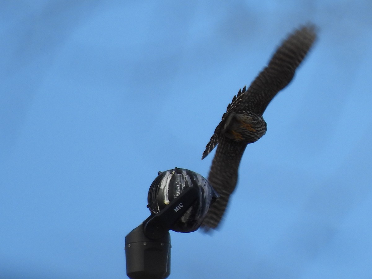 Дербник - ML650608151