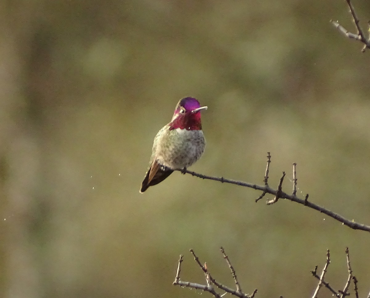 Anna's Hummingbird - ML650608188