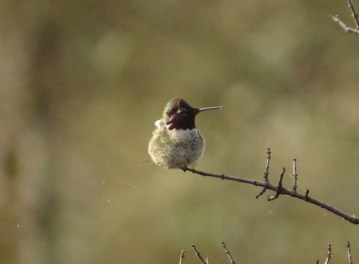 Anna's Hummingbird - ML650608213
