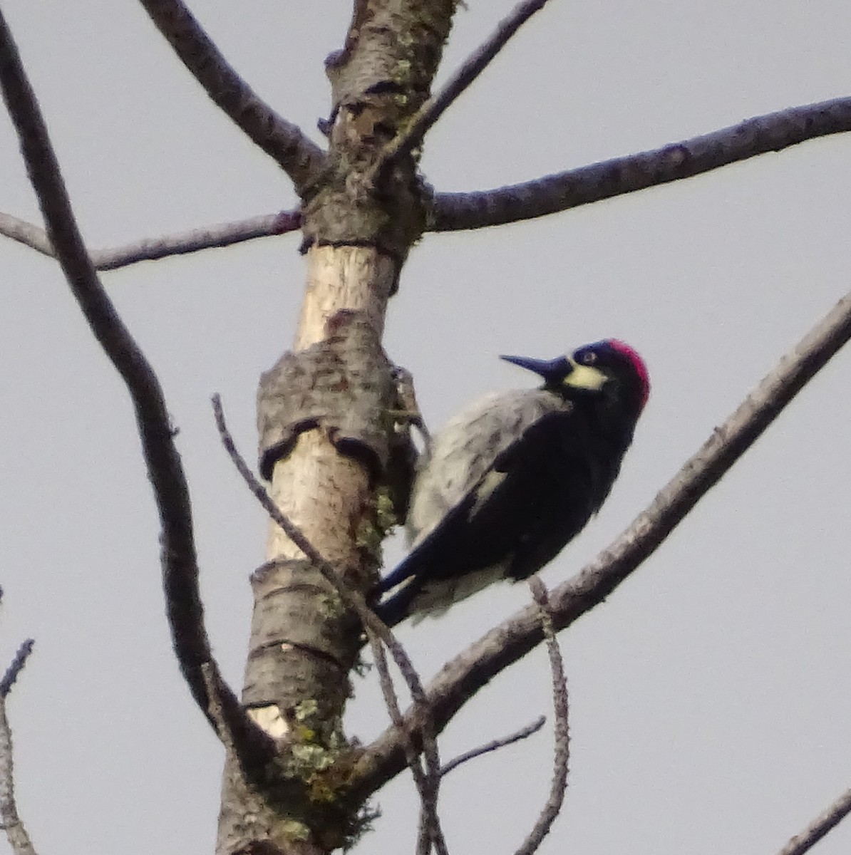 Acorn Woodpecker - ML650608247