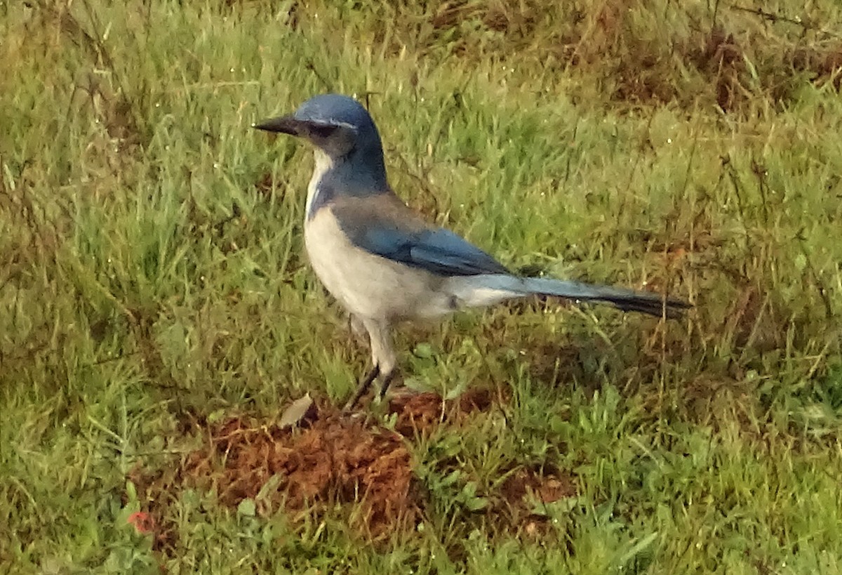 California Scrub-Jay - ML650608260