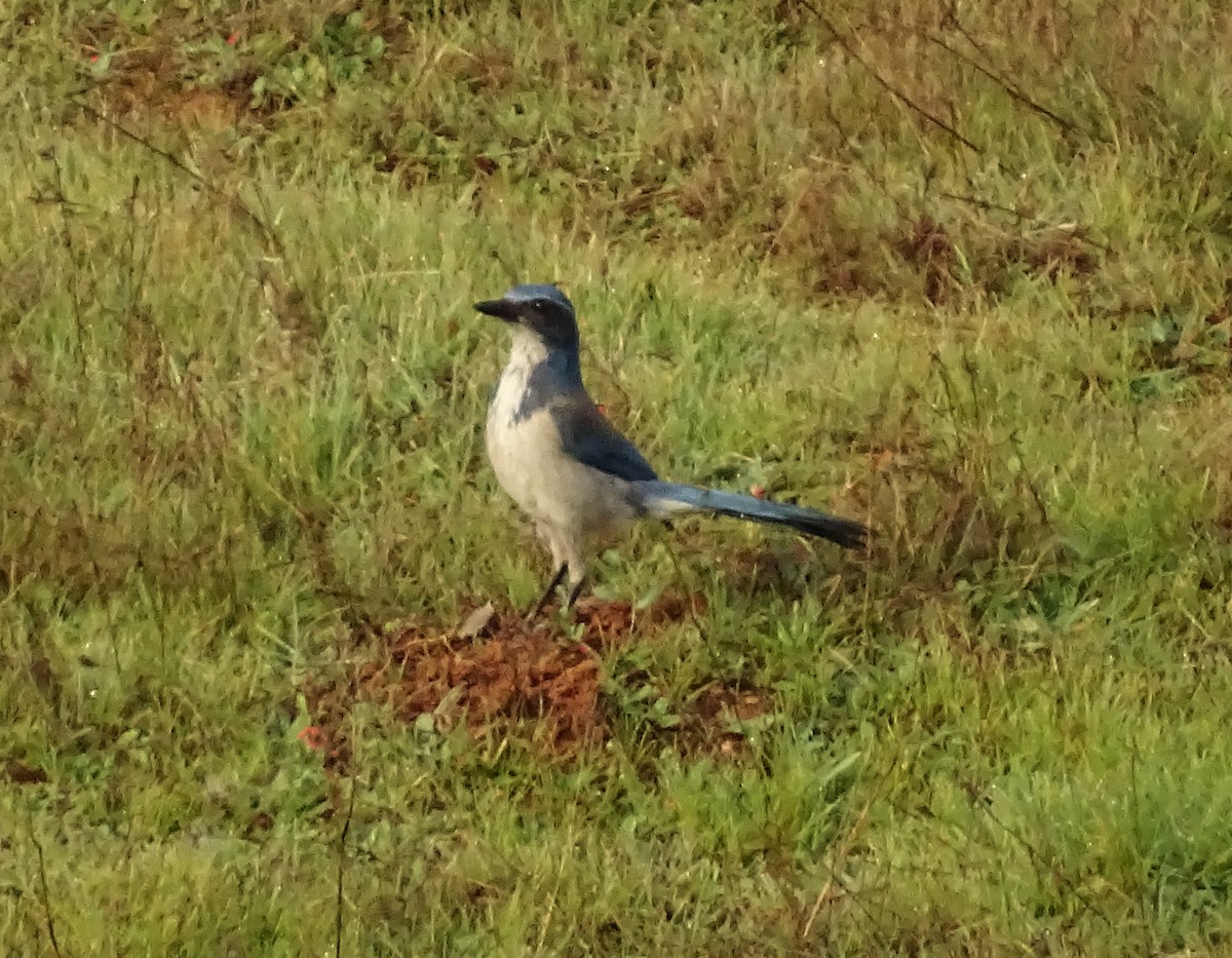 California Scrub-Jay - ML650608267