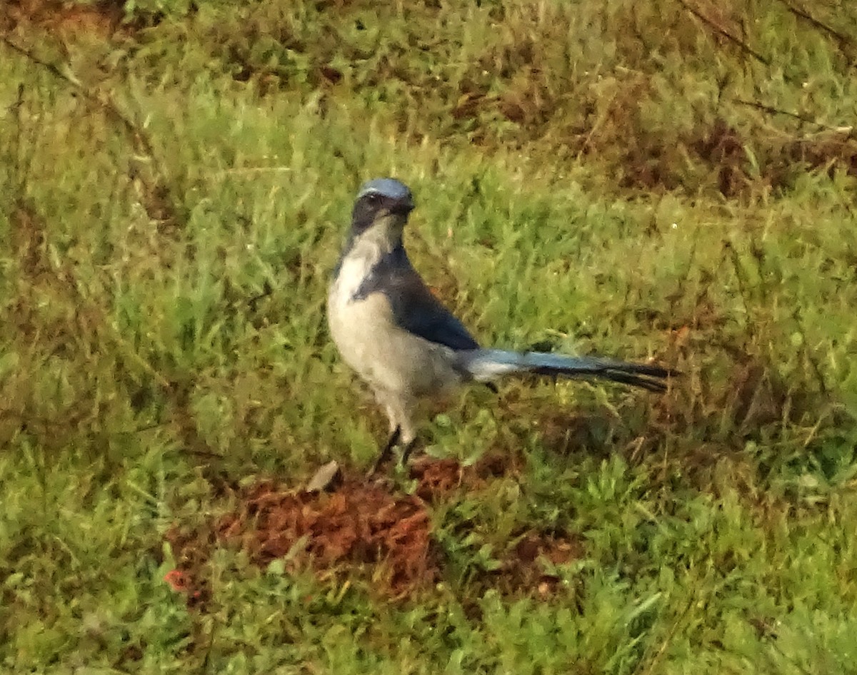 California Scrub-Jay - ML650608288