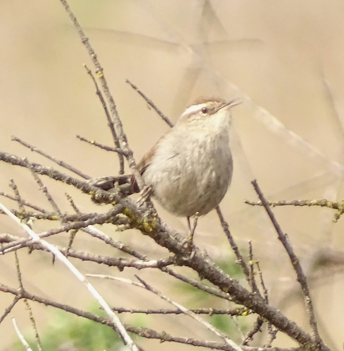 Bewick's Wren - ML650608317