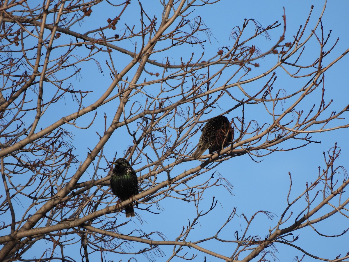 Обыкновенный скворец - ML650608336