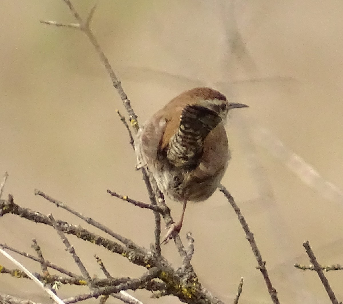 Bewick's Wren - ML650608338