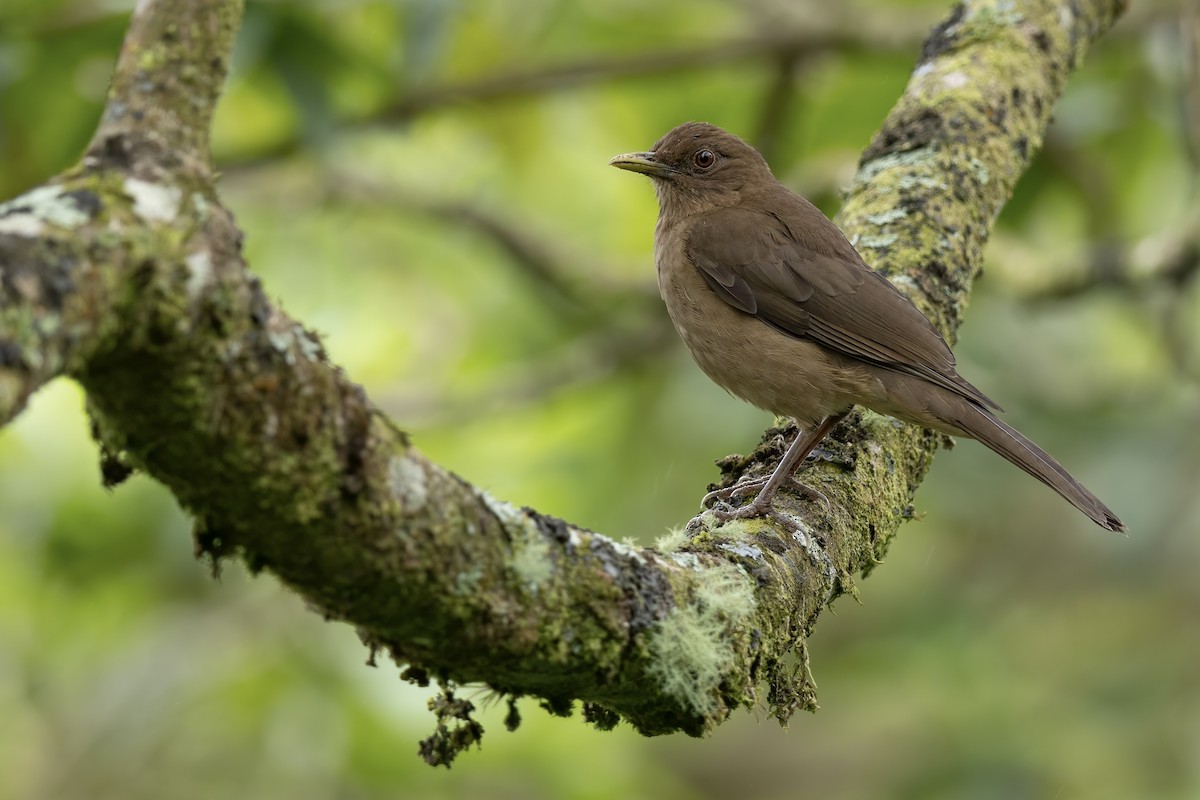 Clay-colored Thrush - ML650608374
