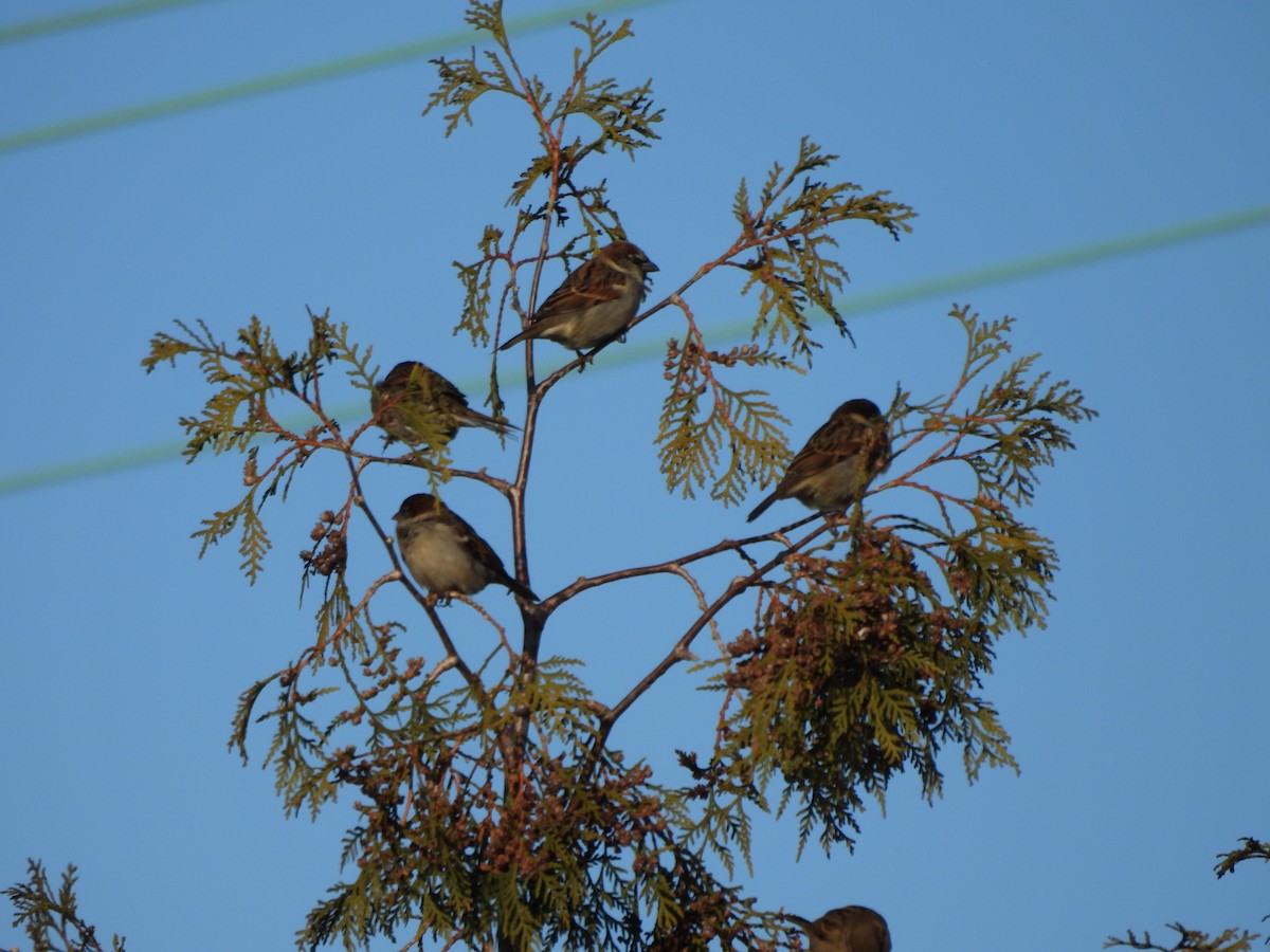 Домовый воробей - ML650608378