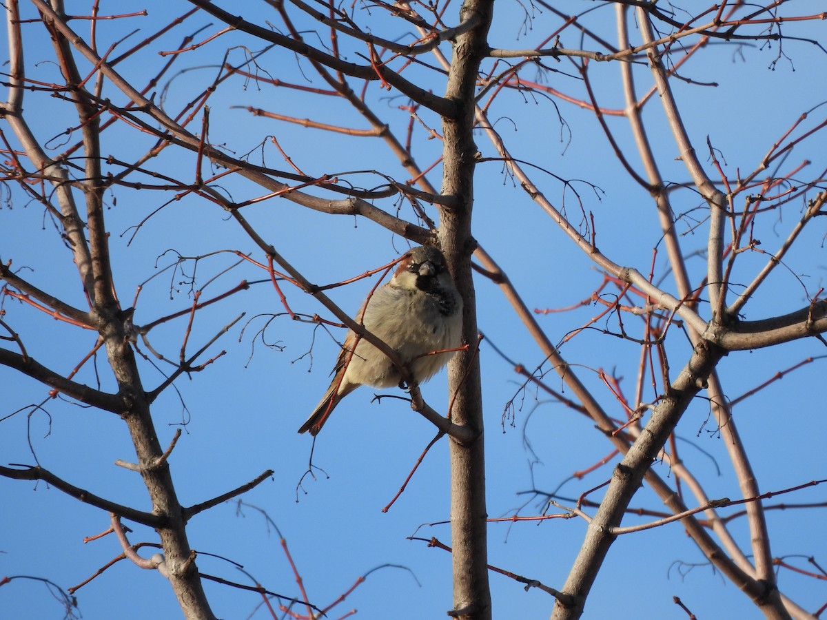 Домовый воробей - ML650608379