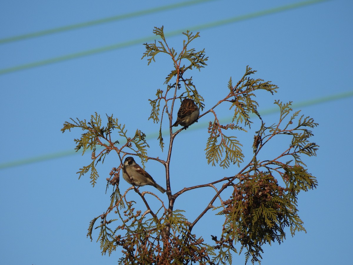 Домовый воробей - ML650608380