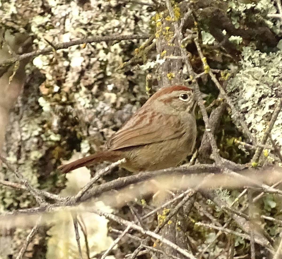 Rufous-crowned Sparrow - ML650608393