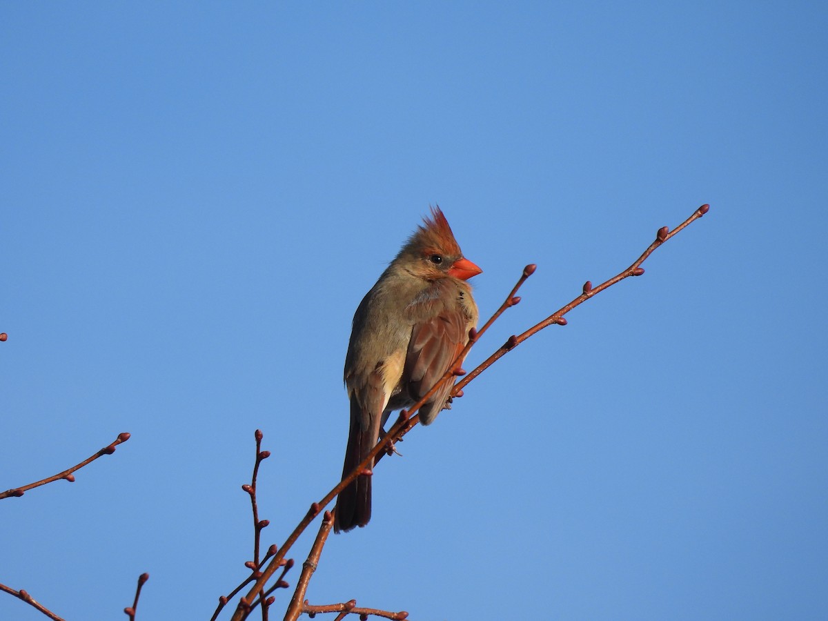 Красный кардинал - ML650608394